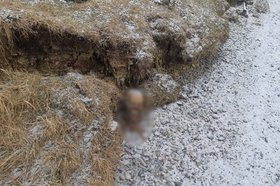 Останки. Фото из телеграм-канала «АИСТ ТВ»