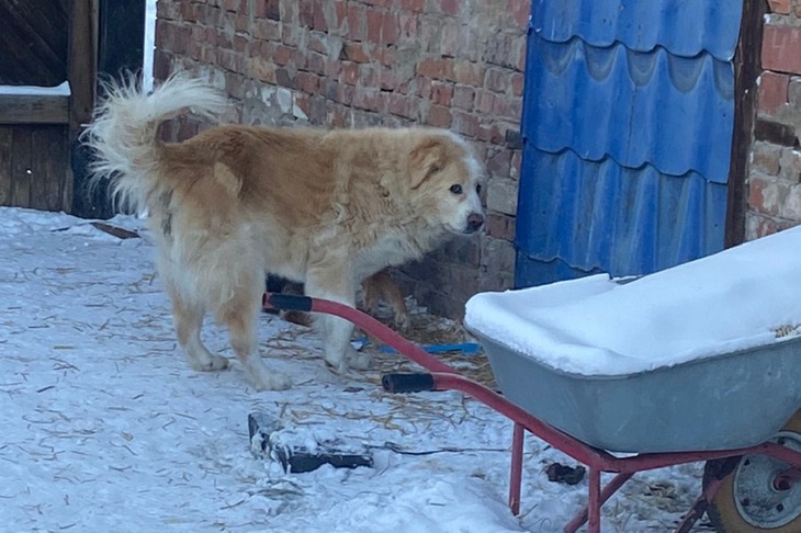 Собака. Фото предоставлено приютом