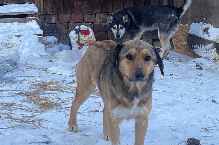 Собака. Фото предоставлено приютом