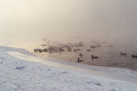 Утки зимой. Фото IRK.ru