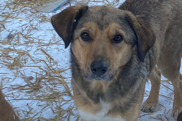 Собака. Фото предоставлено приютом