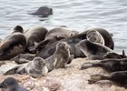 Нерпы на Ушканьих островах. Фото из соцсетей ФГБУ «Заповедное Подлеморье»