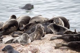 Нерпы на Ушканьих островах. Фото из соцсетей ФГБУ «Заповедное Подлеморье»