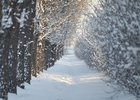 Фото Маргариты Романовой, IRK.ru