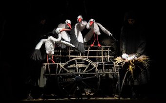 Лети, аистёнок, лети