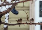 Воробьи. Фото IRK.ru