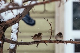 Воробьи. Фото IRK.ru