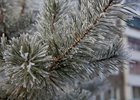 Зимний Иркутск. Фото IRK.ru