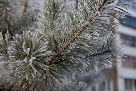 Зимний Иркутск. Фото IRK.ru