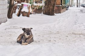 Собака. Фото Маргариты Романовой, IRK.ru