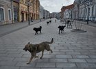 Собаки на Урицкого. Фото Маргариты Романовой, IRK.ru