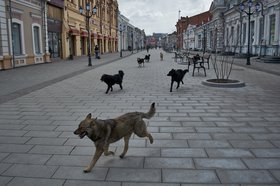 Собаки на Урицкого. Фото Маргариты Романовой, IRK.ru