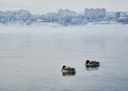 Утки. Фото Маргариты Романовой, IRK.ru