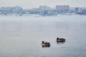 Утки. Фото Маргариты Романовой, IRK.ru