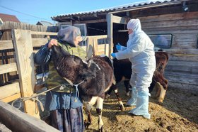Вакцинация животных в Хомутово. Фото пресс-службы администрации Иркутского района
