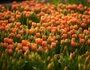 В теплицах «Горзеленхоза» используют два способа выращивания тюльпанов.