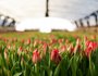 Новый рекорд поставил «Горзеленхоз»: к Международному женскому дню на предприятии вырастили 600 тысяч тюльпанов.
