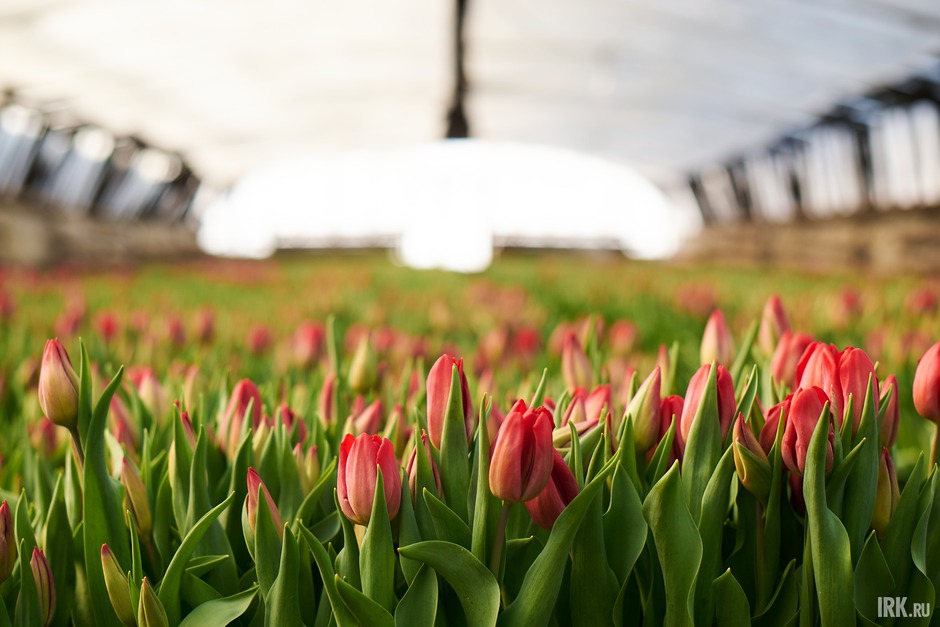 Новый рекорд поставил «Горзеленхоз»: к Международному женскому дню на предприятии вырастили 600 тысяч тюльпанов.