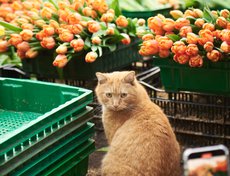 Остальные цветы реализует сам «Горзеленхоз».