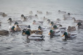 Утки. Фото Маргариты Романовой, IRK.ru