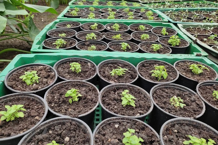 Фото пресс-службы администрации Иркутска