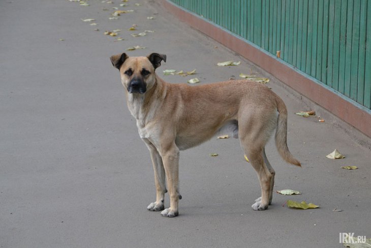 Собака. Фото Елены Алексеевой из архива IRK.ru