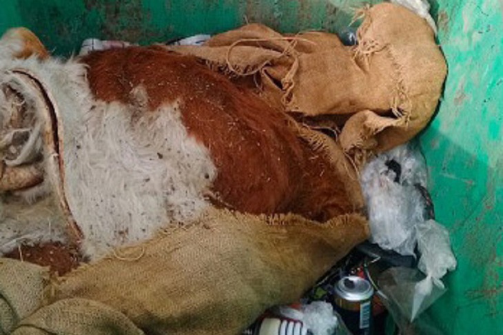 Фото пресс-службы «РТ-НЭО Иркутск»