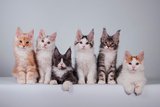 Международная выставка кошек «Happy Cat* 38»