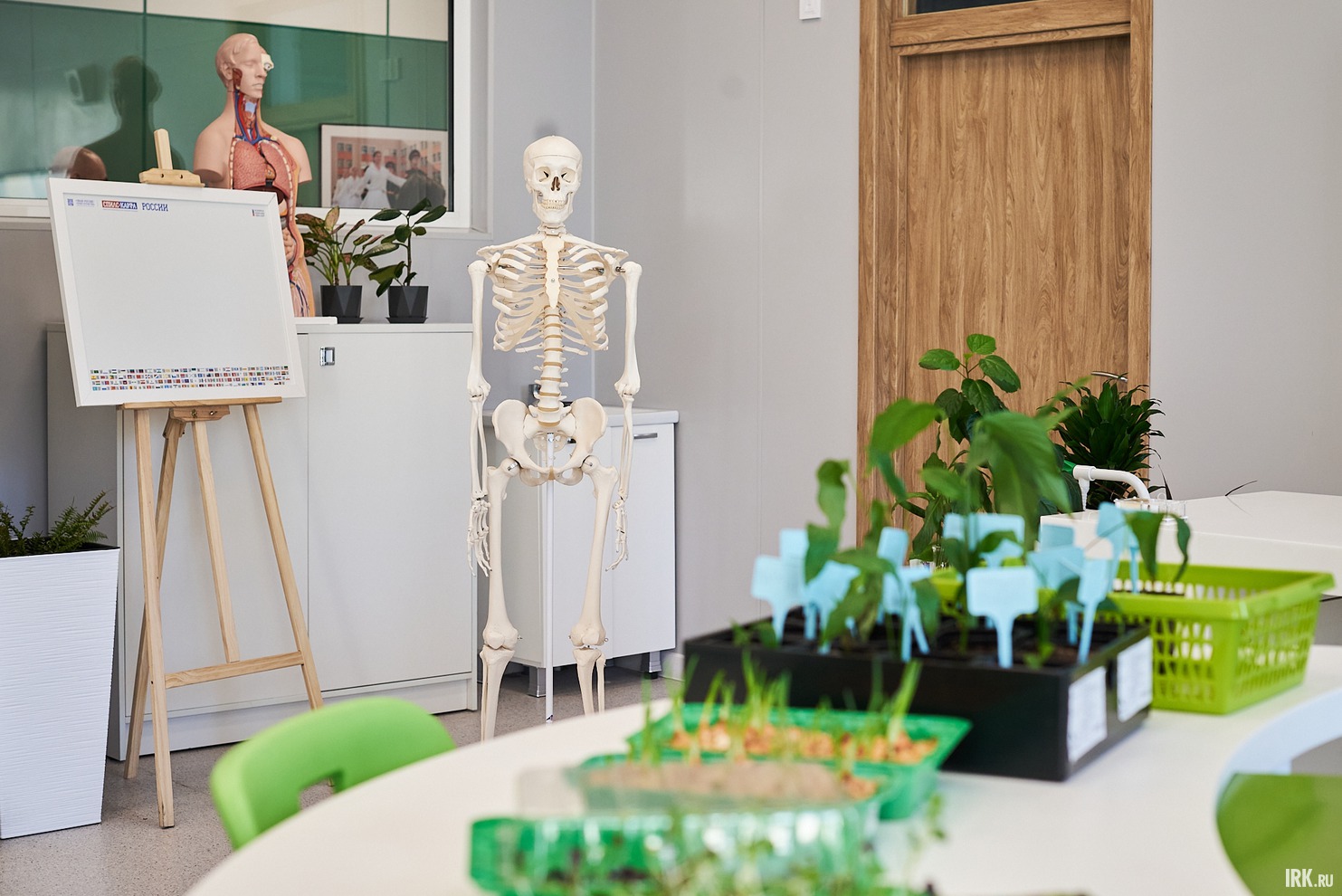 В кабинете биологии нам представили Константина Валерьевича - учебный скелет. Имя ему дали сами ученики.