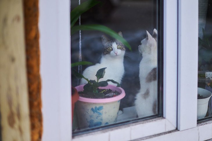 Кошки на окошке. Фото Маргариты Романовой, IRK.ru