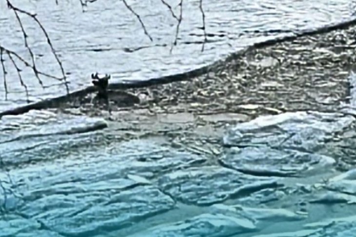 Косуля в воде. Фото из телеграм-канала «Заповедного Прибайкалья»