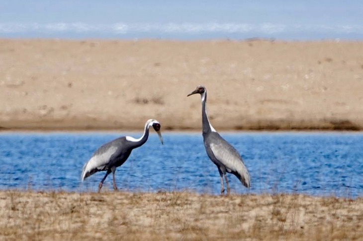 Фото Рене Хамитова