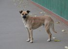 Бездомная собака. Фото из архива IRK.ru
