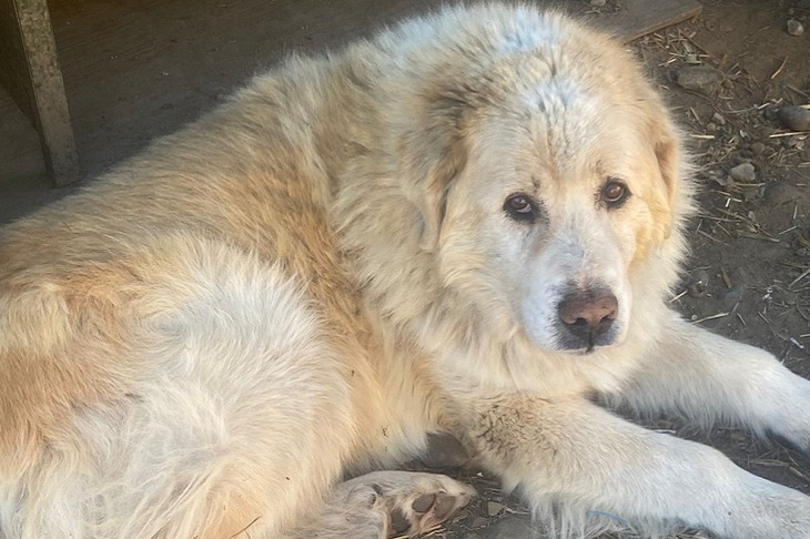 Фото волонтеров организации