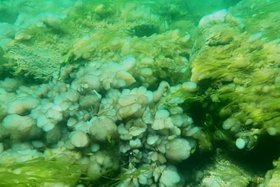 Ученые зафиксировали стопроцентное покрытие водорослями дна Байкала у истока Ангары