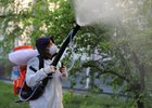 Обработка деревьев. Фото пресс-службы администрации Иркутска