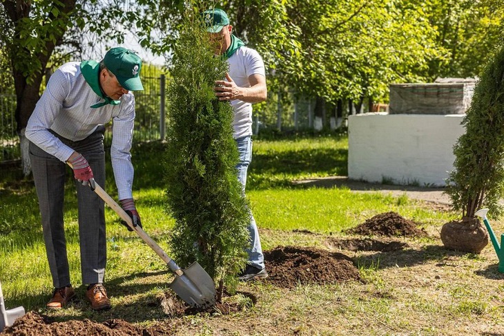 Олег Причко высадил саженец туи. Фото Антона Климова