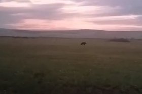 Медведь в поле. Скриншот видео пресс-службы ГУ МВД России по Иркутской области