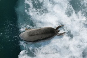 Фото с сайта Байкальского музея СО РАН