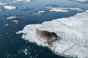 Фото с сайта Байкальского музея СО РАН