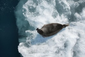 Фото с сайта Байкальского музея СО РАН