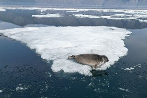 Фото с сайта Байкальского музея СО РАН