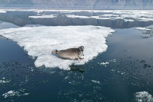 Фото с сайта Байкальского музея СО РАН