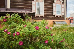 Лето в Иркутске. Фото Маргариты Романовой, IRK.ru