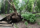 Дерево упало на трамвайные пути в Иркутске. Фото Марии Ш.
