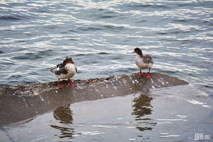 Утки на Ангаре. Фото Маргариты Романовой, IRK.ru
