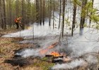 Тушение лесного пожара. Фото пресс-службы правительства Иркутской области