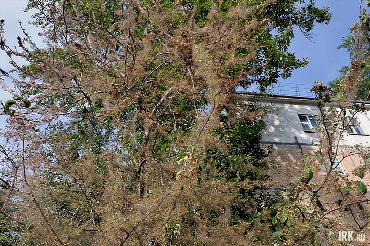 Горностаевая моль. Фото предоставлено Ольгой Фонаревой