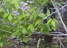 Скриншот видео из телеграм-канала «Красный Иркутск»