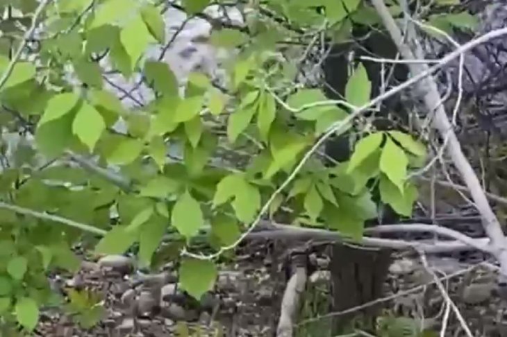 Скриншот видео из телеграм-канала «Красный Иркутск»